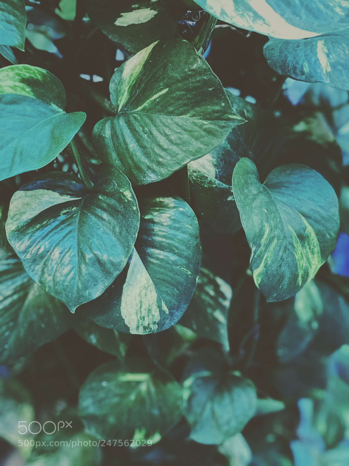 Apple iPhone 7 Plus sample photo. Wild betel leaves behind photography