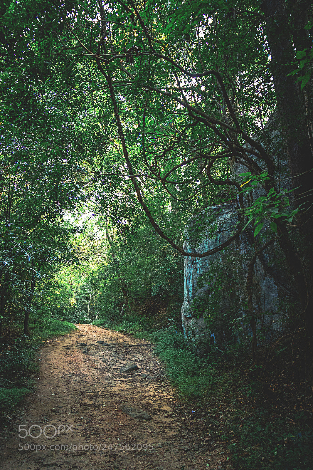 Canon EOS 600D (Rebel EOS T3i / EOS Kiss X5) sample photo. The kaludiyapokuna forest, dambulla photography