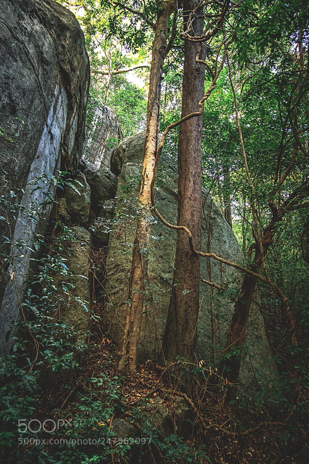 Canon EOS 600D (Rebel EOS T3i / EOS Kiss X5) sample photo. The kaludiyapokuna forest, dambulla photography