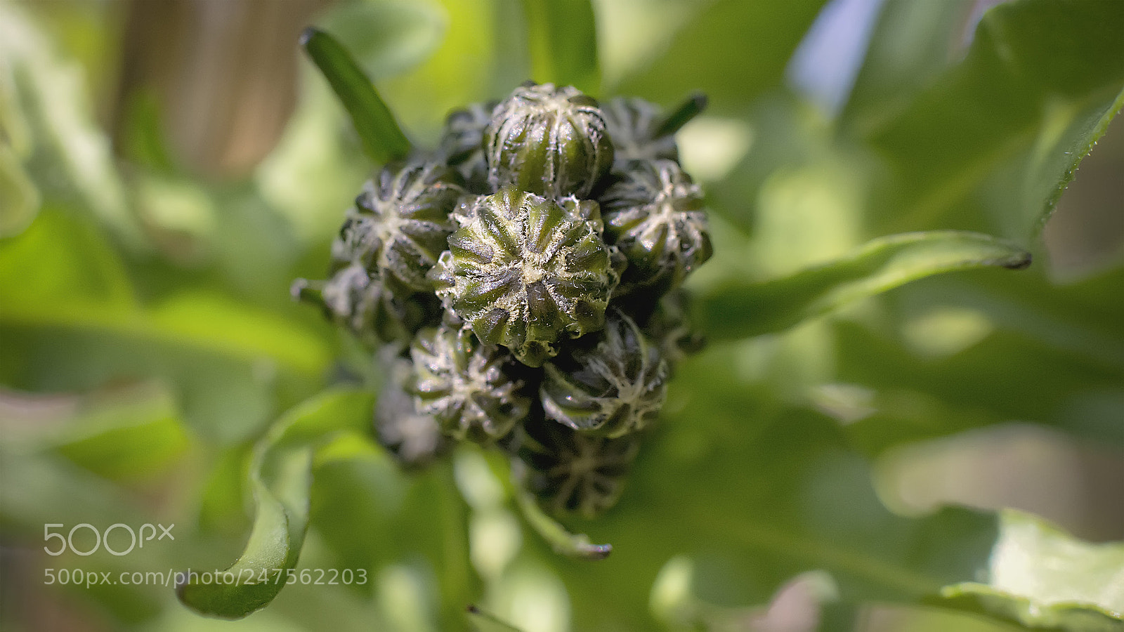 Nikon D5200 sample photo. Flower #78 photography
