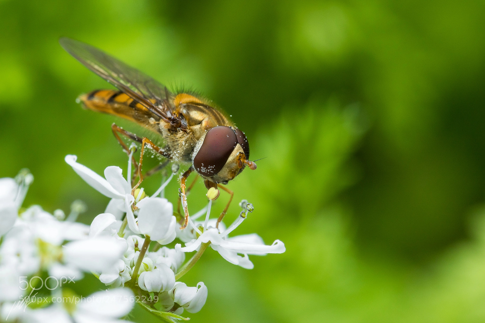 Canon EOS 7D Mark II sample photo. Episyrphus balteatus photography
