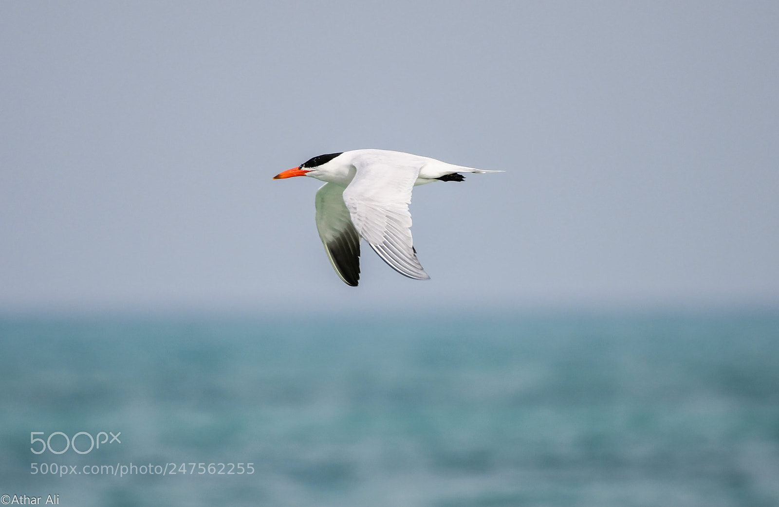 Nikon D850 sample photo. In flight photography