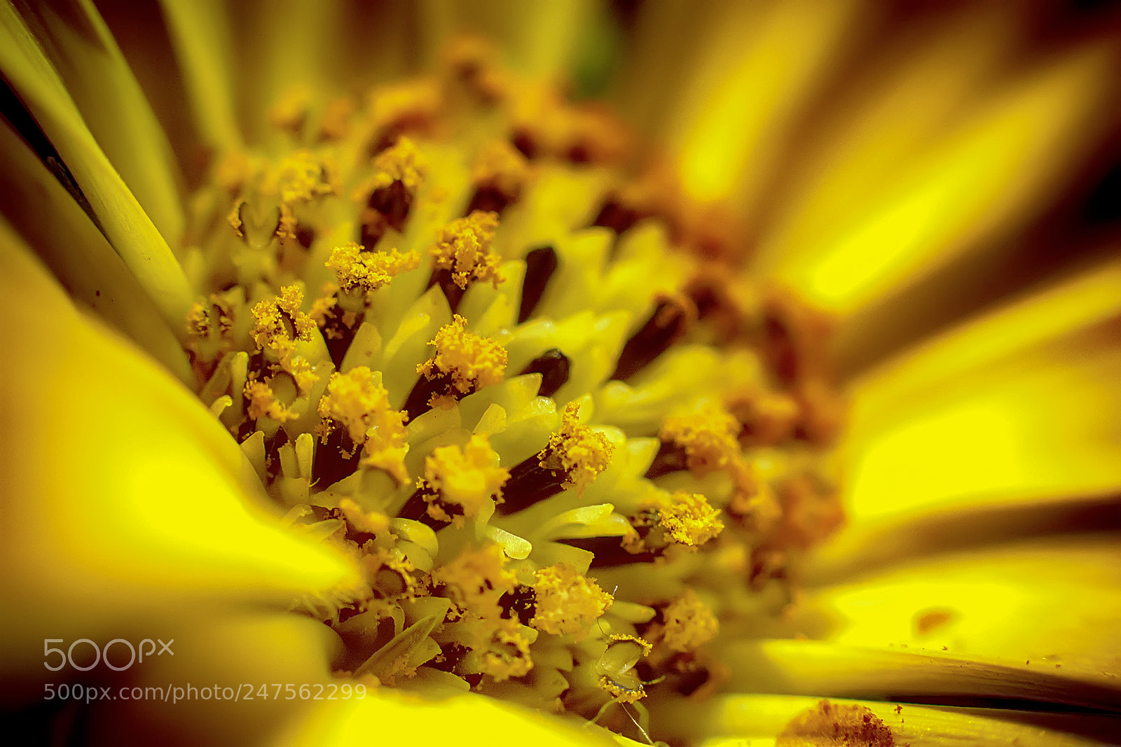 Nikon D5200 sample photo. Flower #79 photography