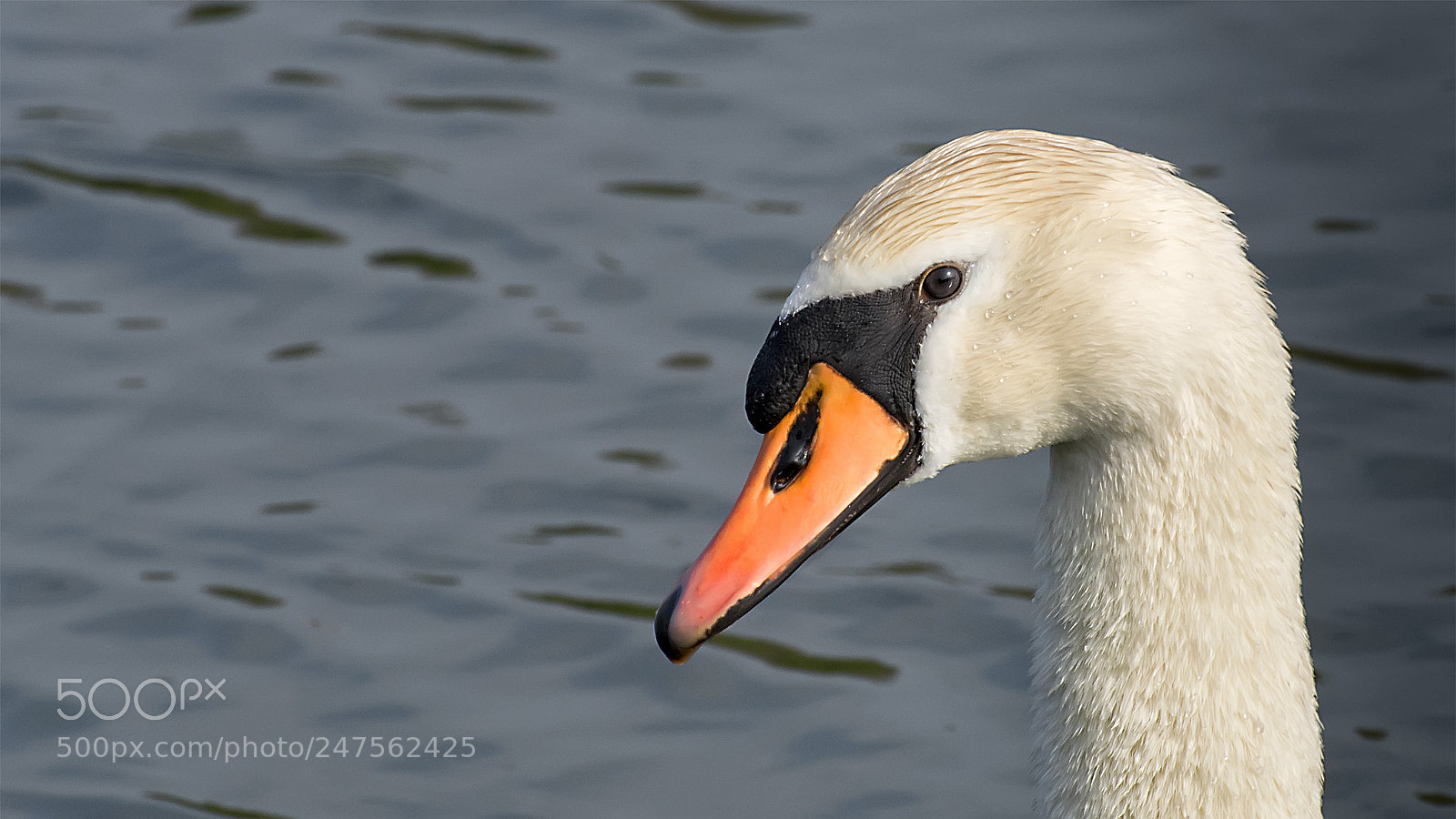 Nikon D5200 sample photo. Swan #1 photography