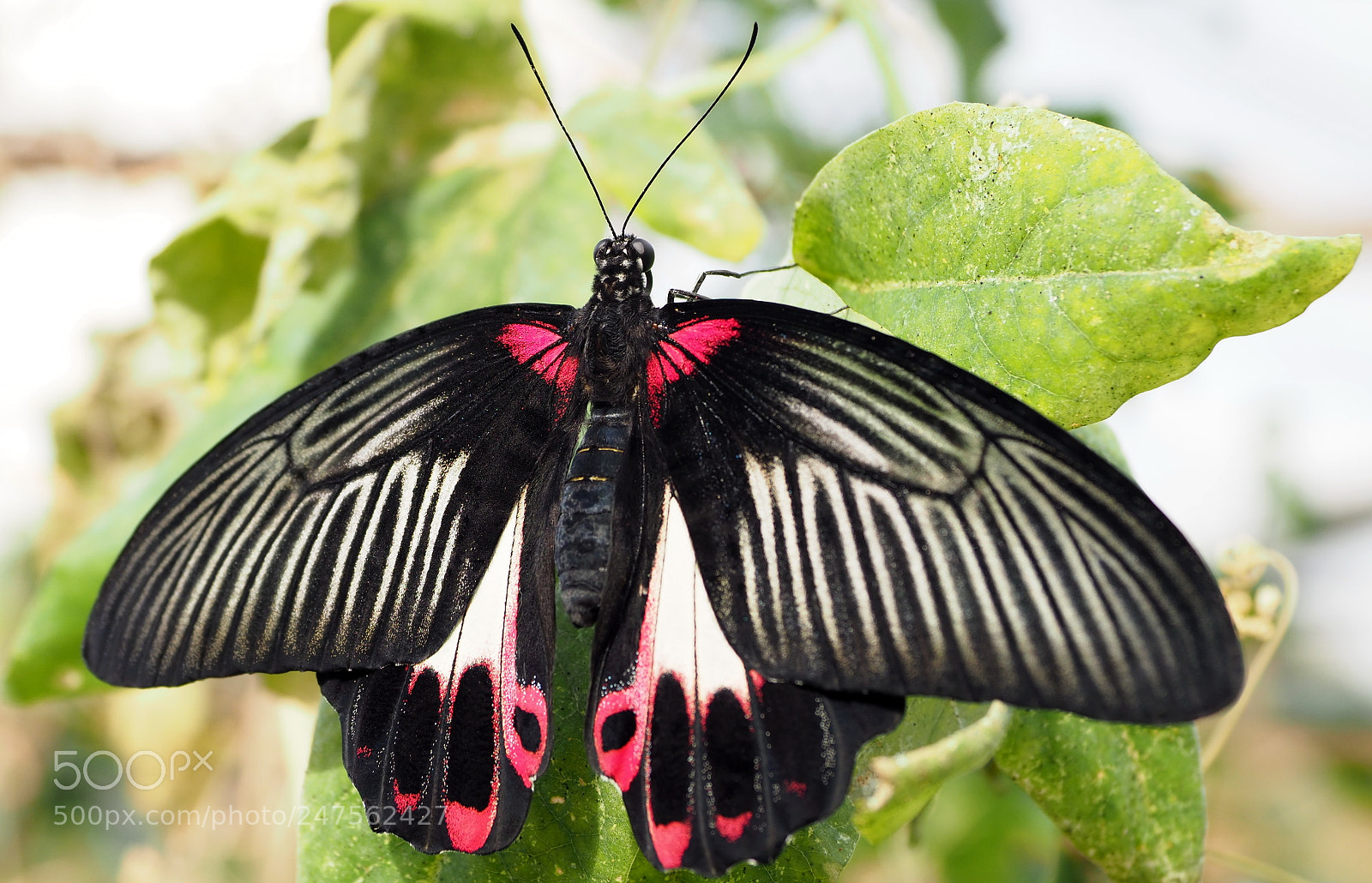 Olympus OM-D E-M1 Mark II sample photo. Elegant metamorphosis photography