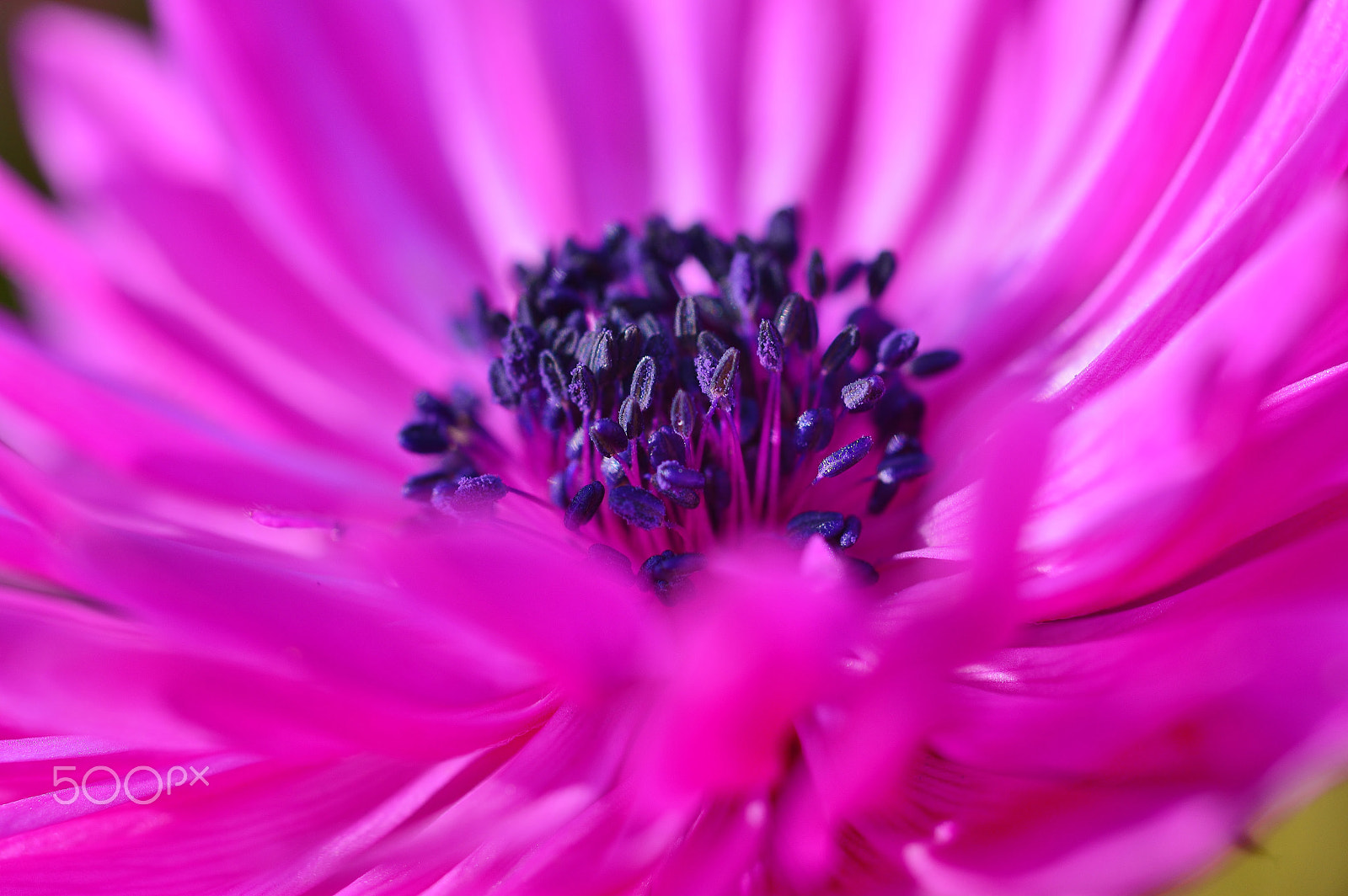 AF Micro-Nikkor 55mm f/2.8 sample photo. Spring nature 02......macro photography