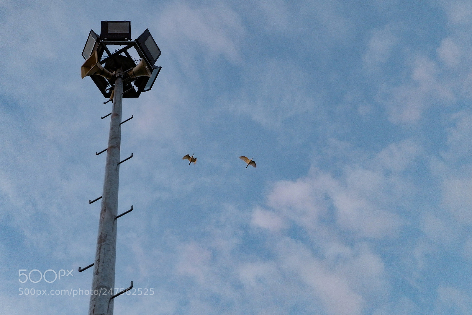 Fujifilm X-A10 sample photo. Two birds and a photography