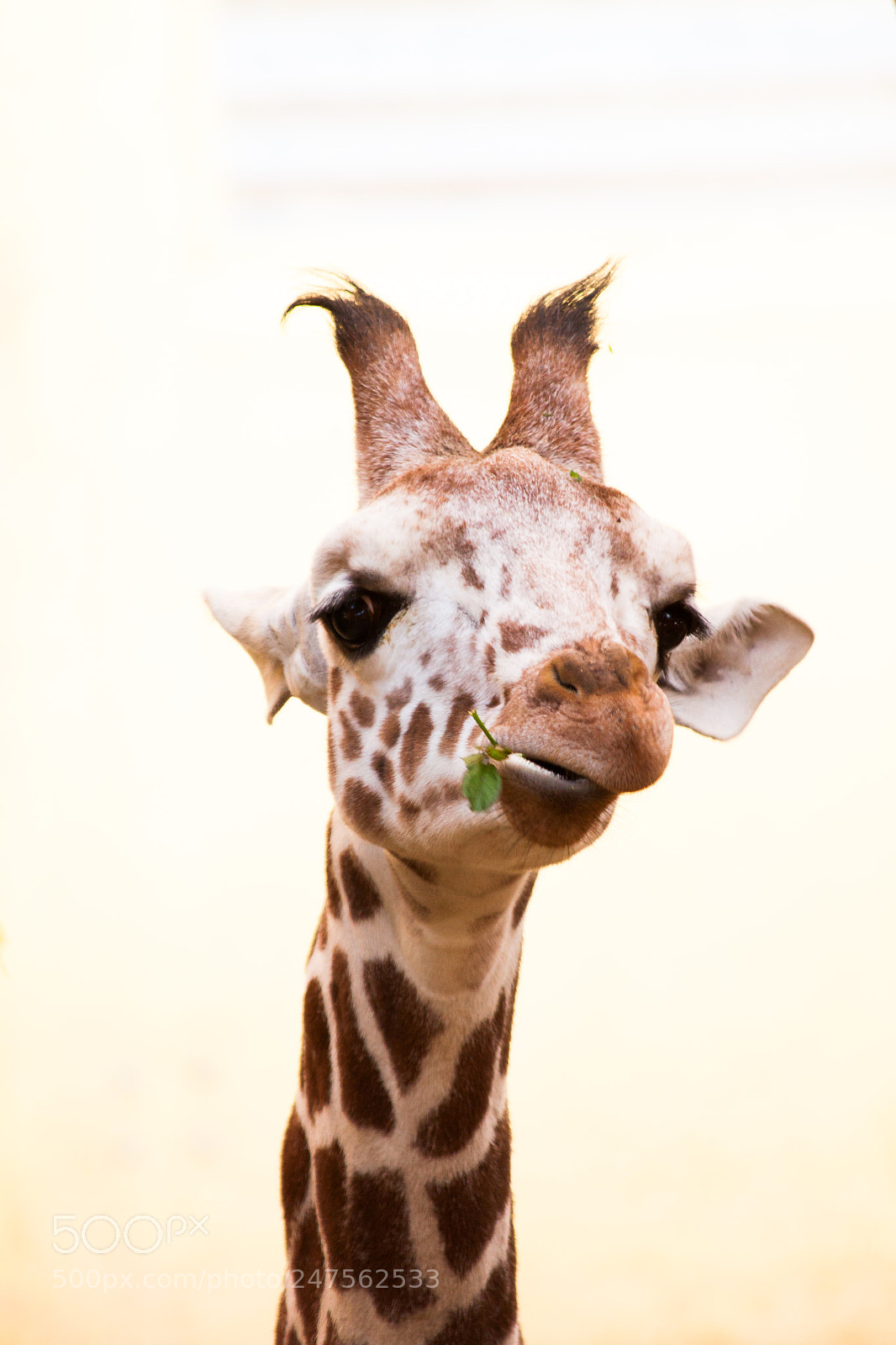 Canon EOS 50D sample photo. Giraffe photography