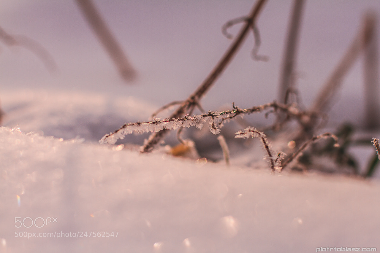 Canon EOS 7D sample photo. Frosty morning, photography