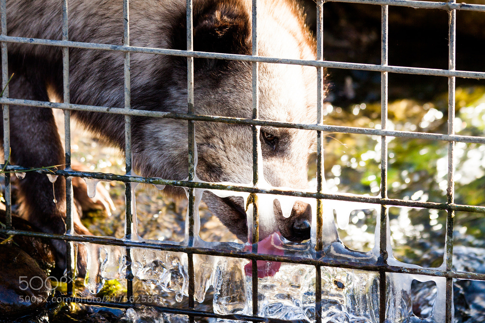 Canon EOS 50D sample photo. Polar fox photography