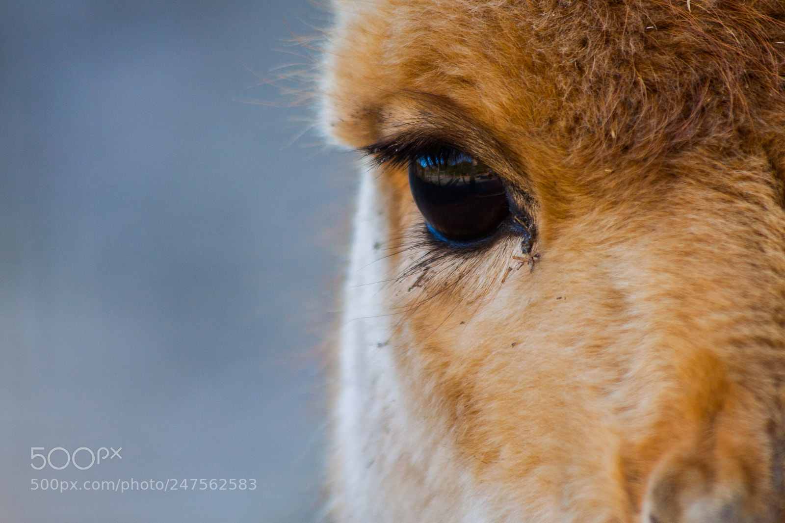 Canon EOS 50D sample photo. Lama photography