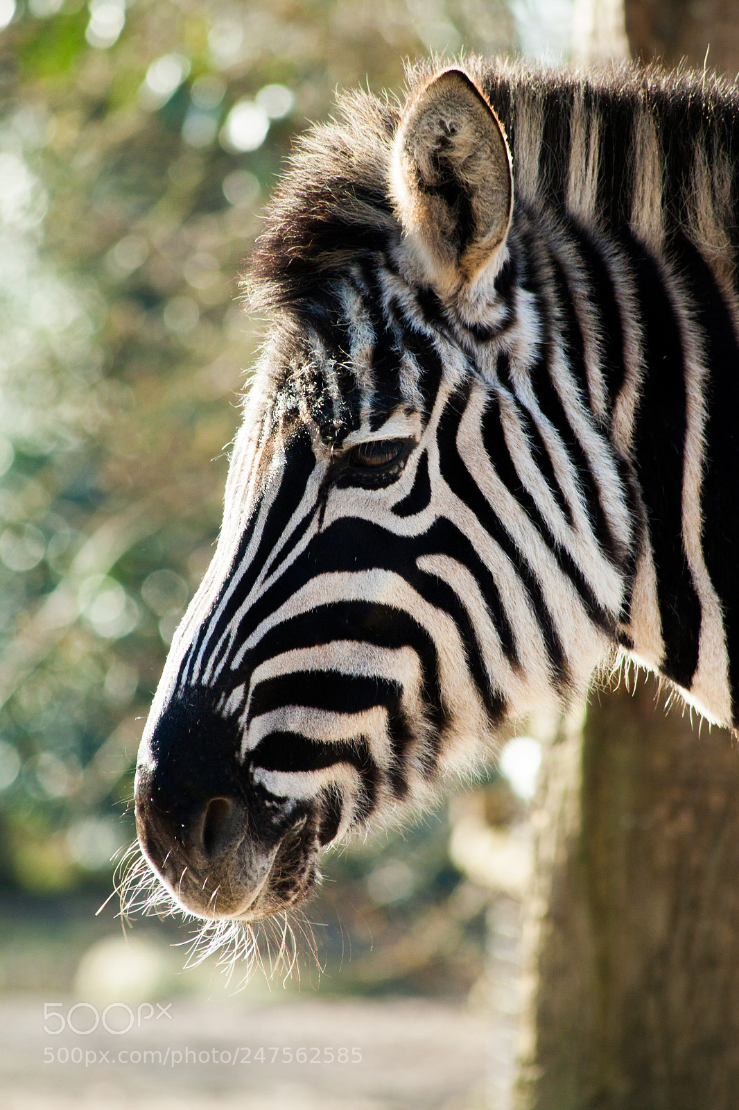 Canon EOS 50D sample photo. Zebra photography