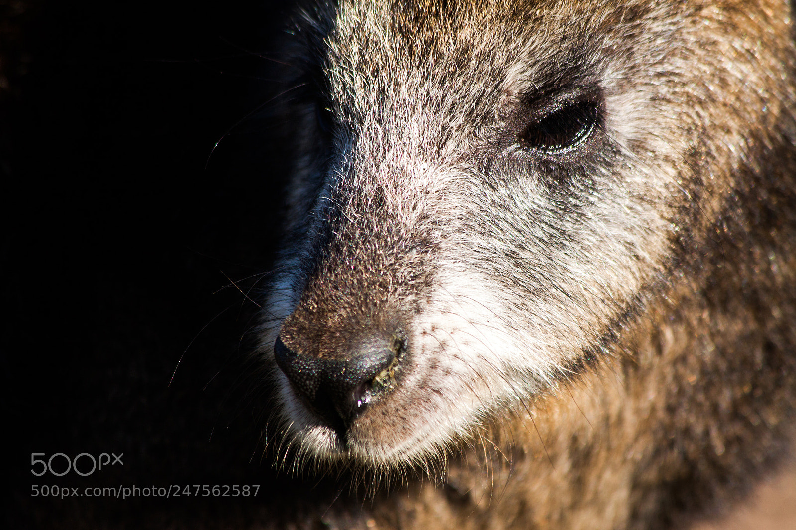 Canon EOS 50D sample photo. Wallabie photography