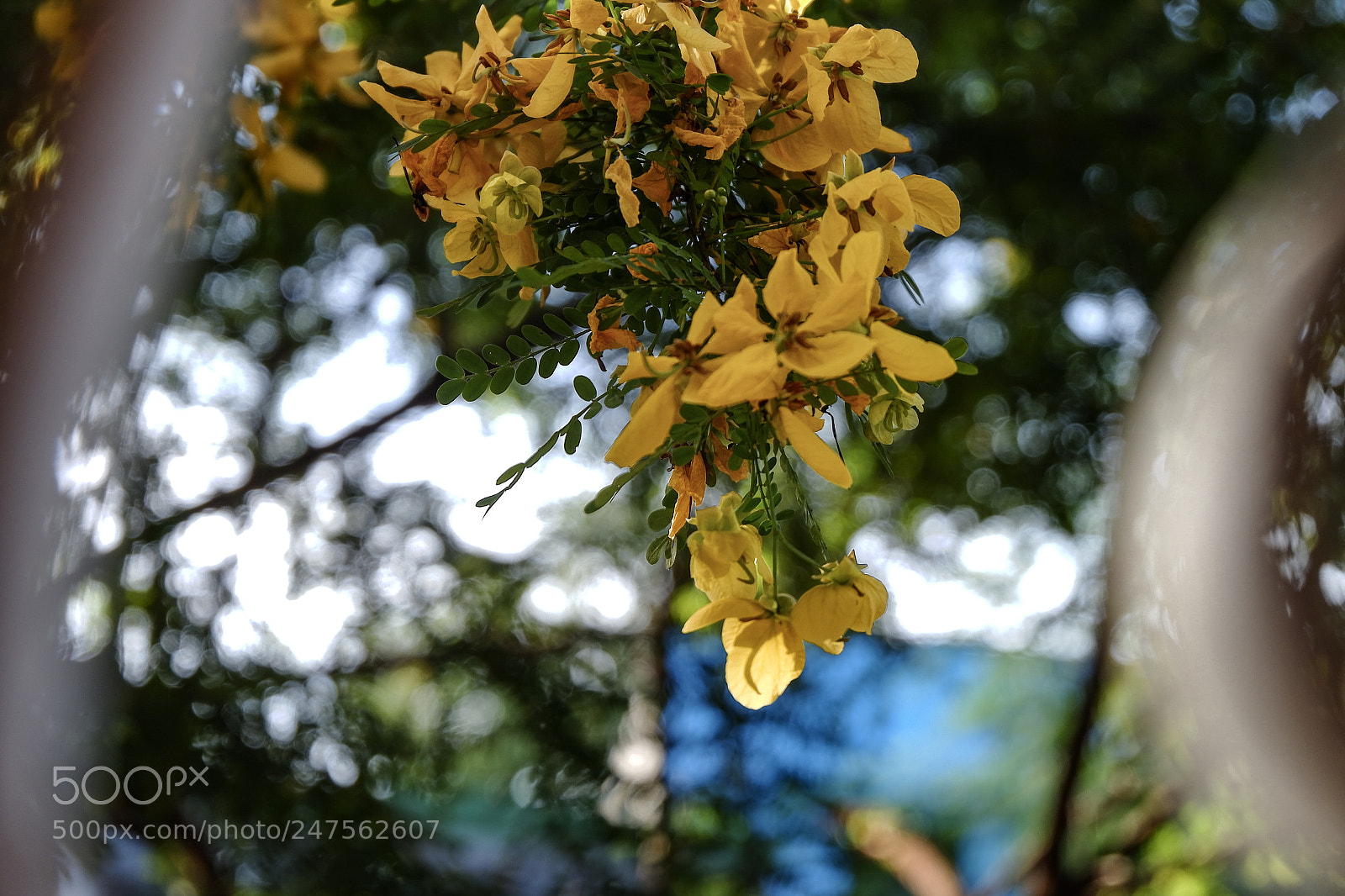 Fujifilm X-A10 sample photo. Flowers photography