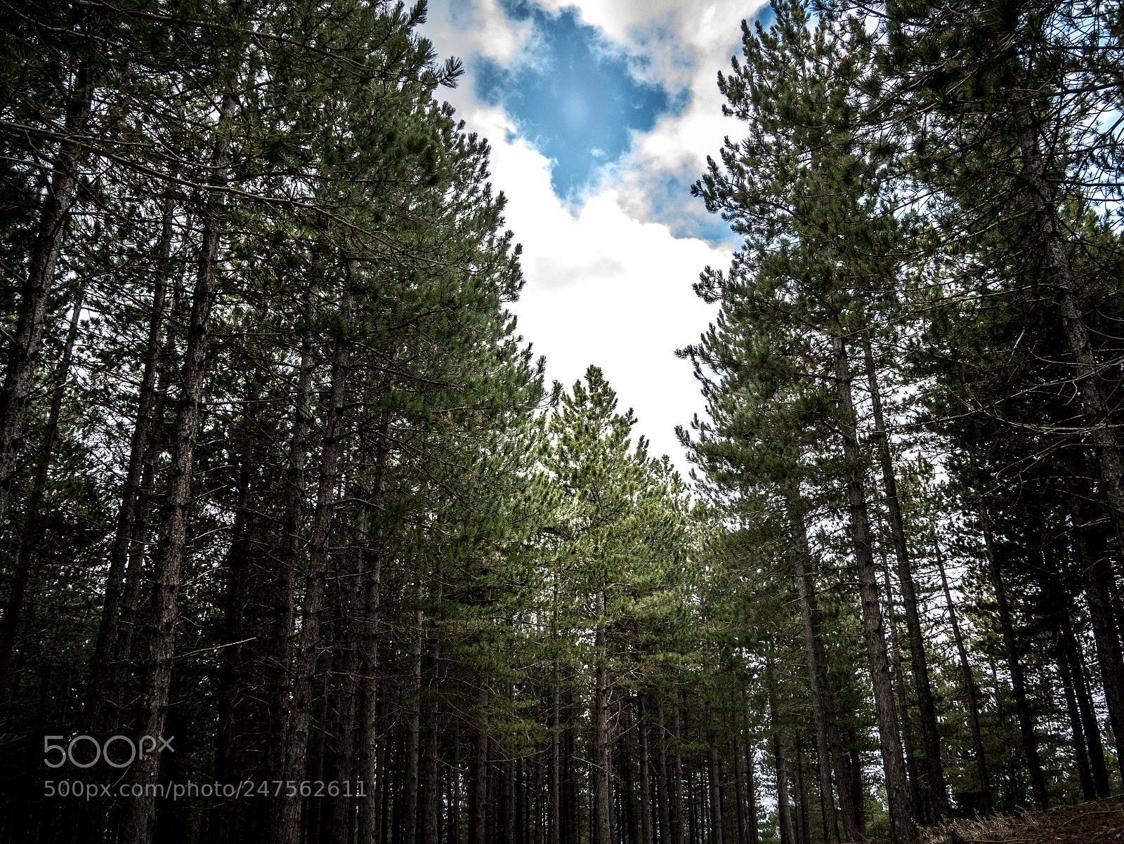 Panasonic Lumix DMC-G85 (Lumix DMC-G80) sample photo. My forest photography