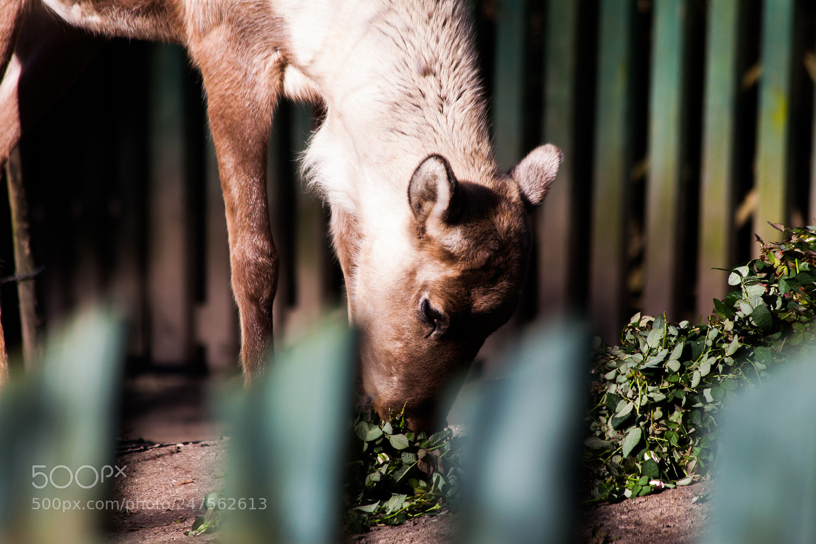 Canon EOS 50D sample photo. Reindeer photography