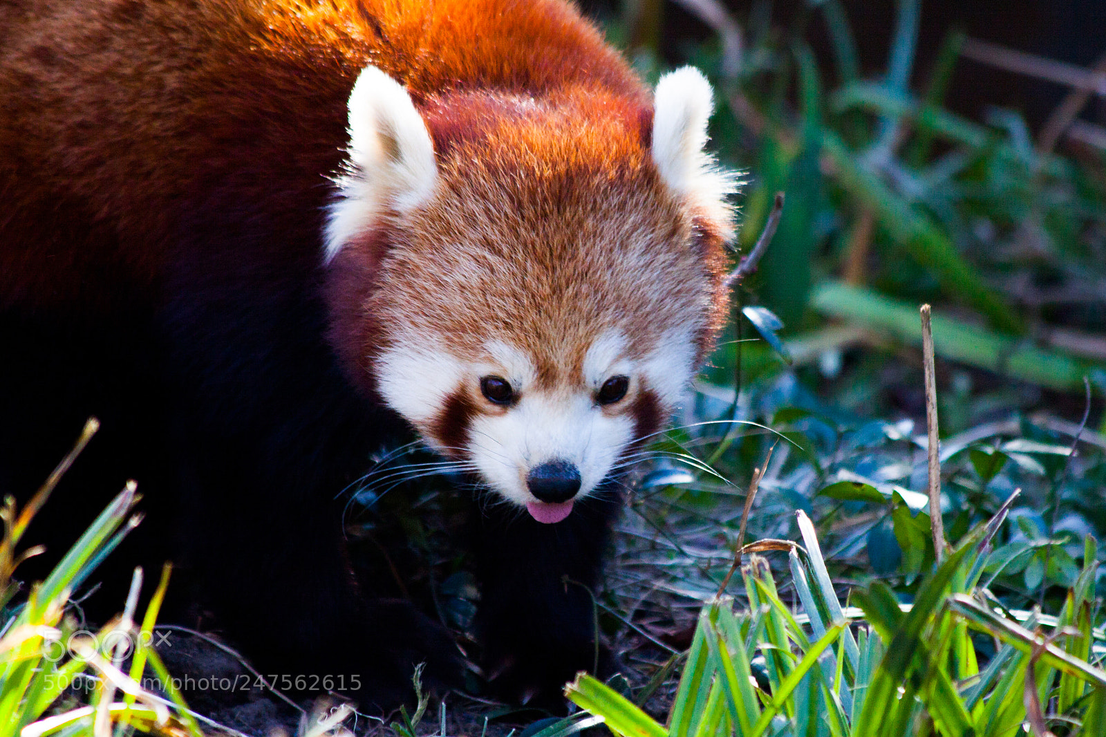 Canon EOS 50D sample photo. Red panda photography