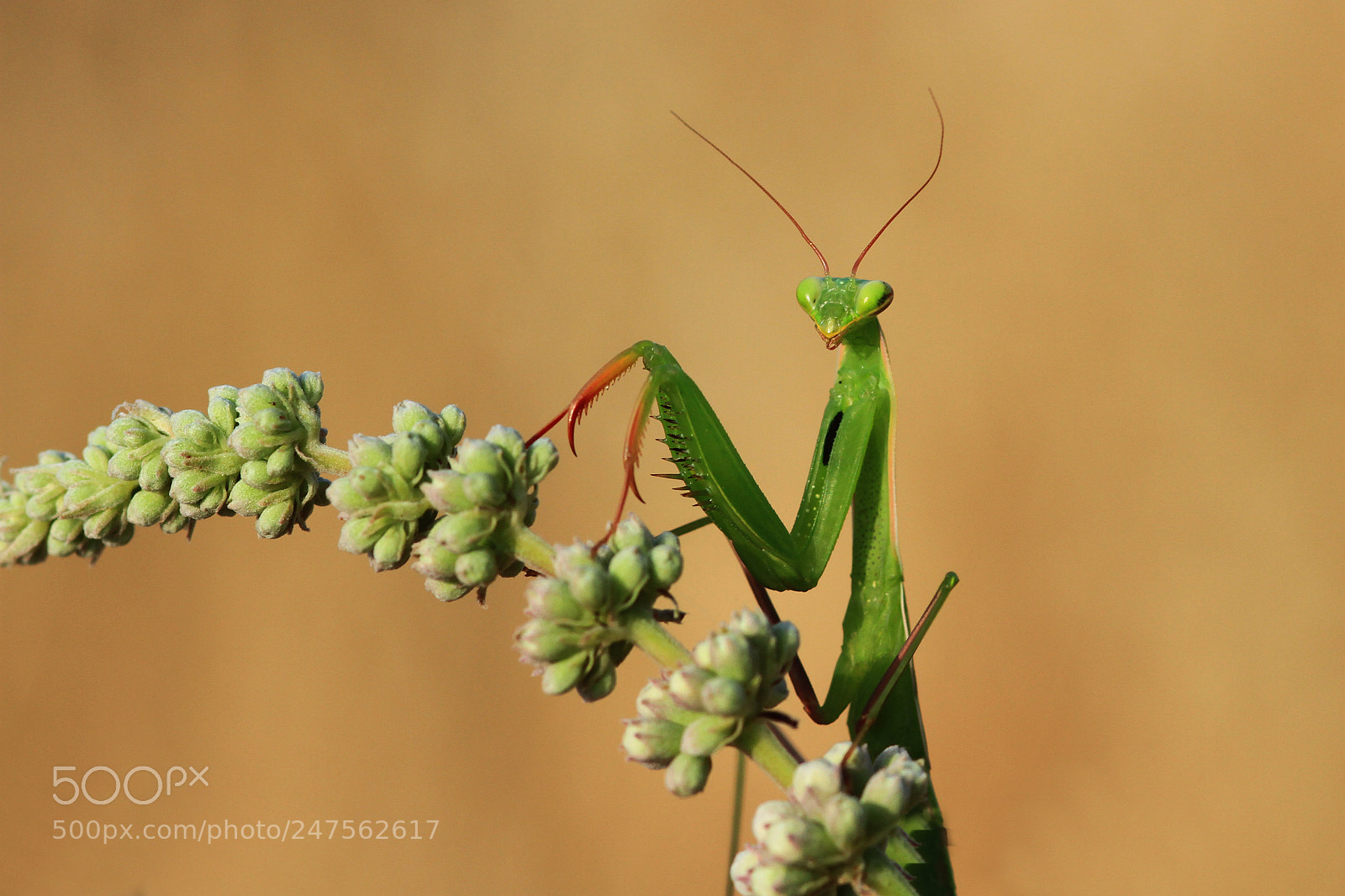 Canon EOS 7D sample photo. Mantis portrait photography