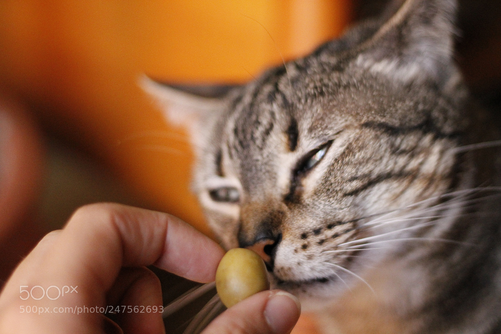 Canon EOS 1100D (EOS Rebel T3 / EOS Kiss X50) sample photo. She loves olives photography
