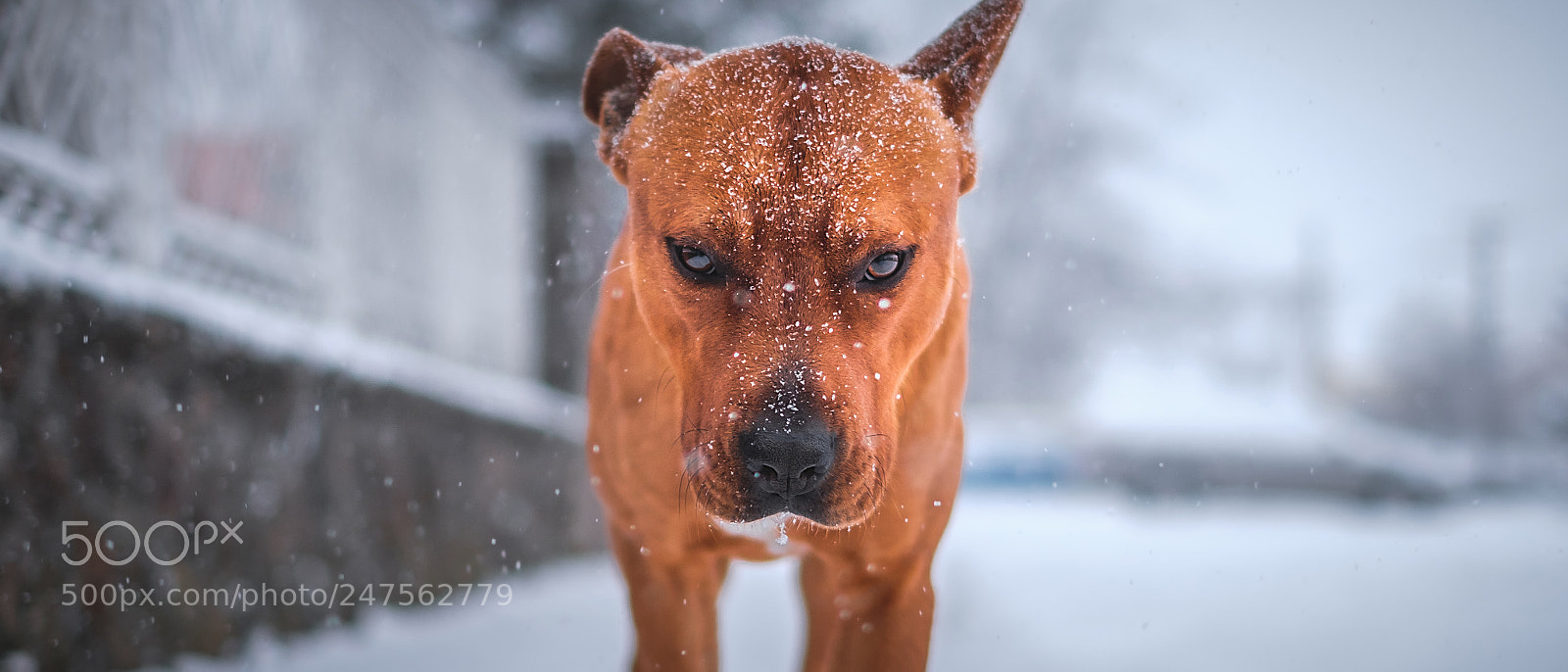 Fujifilm X-T2 sample photo. Loving in the snow photography