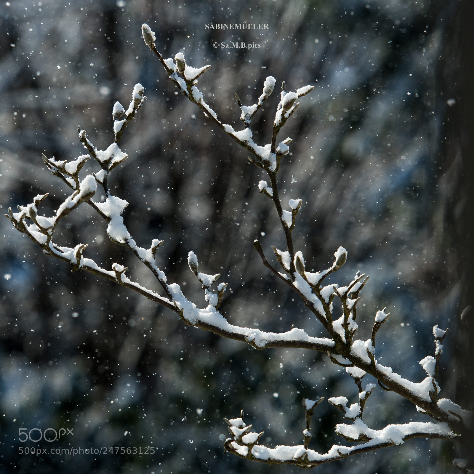 Nikon D500 sample photo. Winterimpression photography