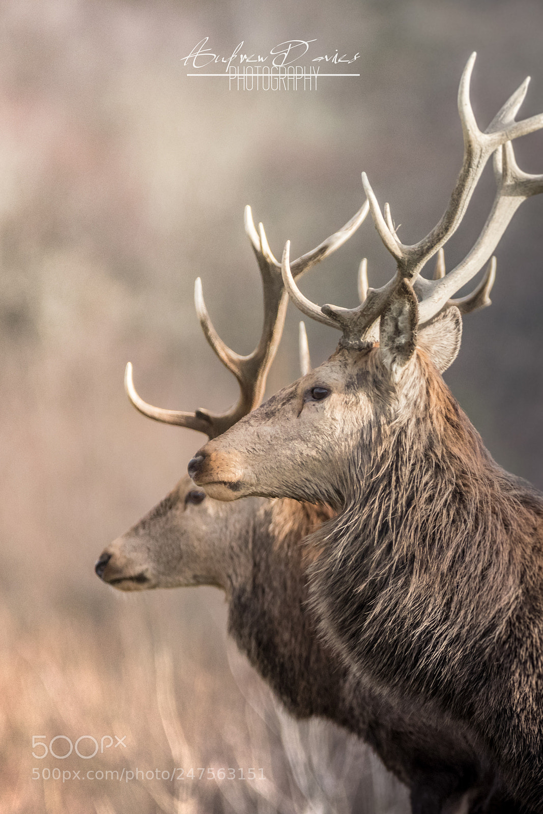 Canon EOS 80D sample photo. Red deer photography