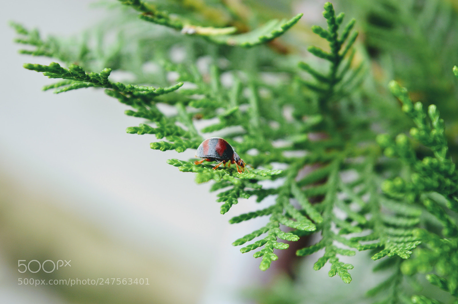 Nikon D3200 sample photo. Lil buddy photography