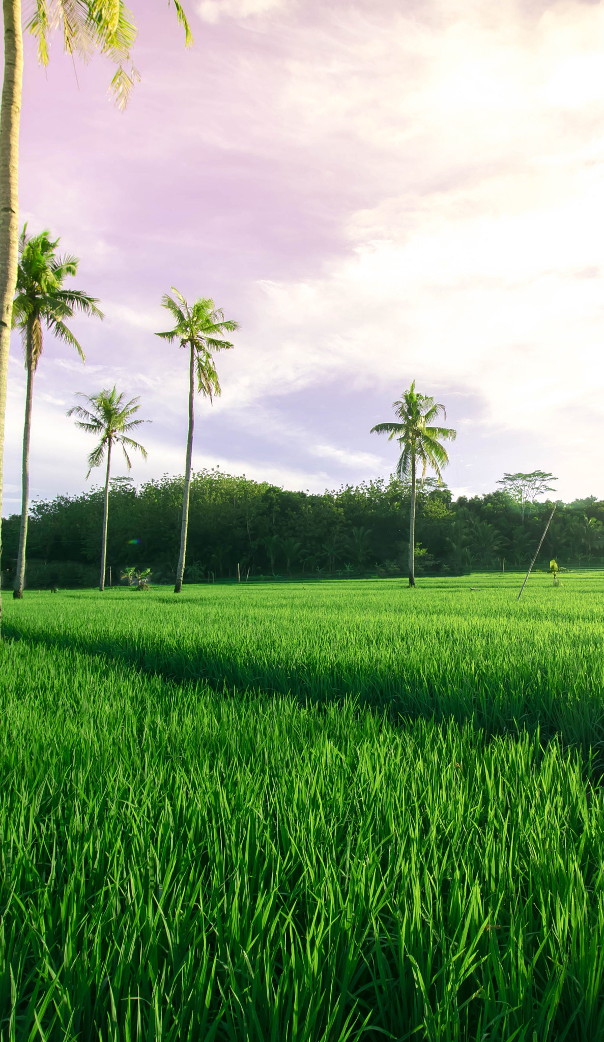 Canon EOS M2 sample photo. Sawarna rice fields photography