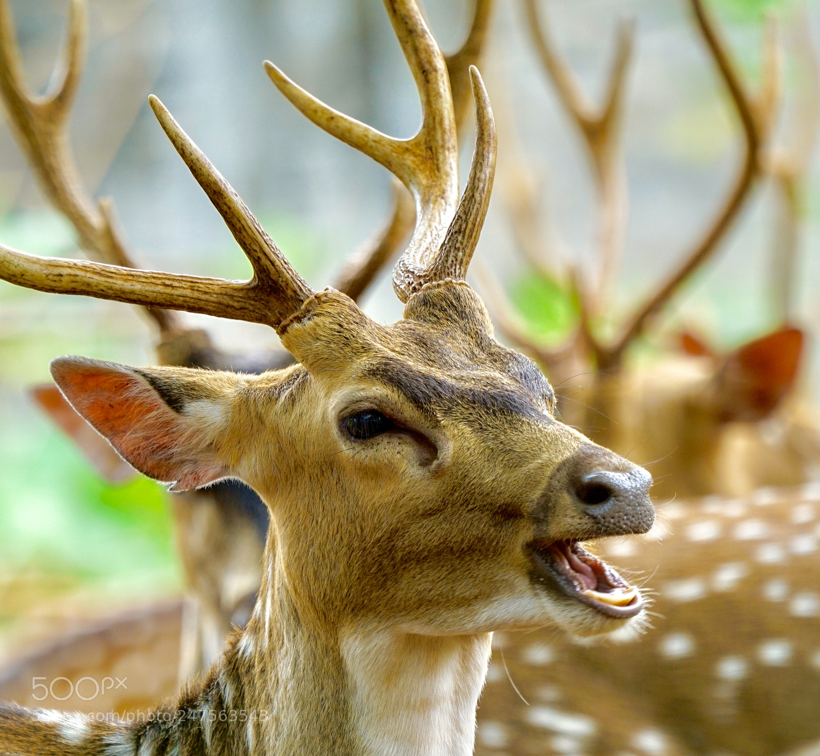 Sony a7R II sample photo. Deer photography