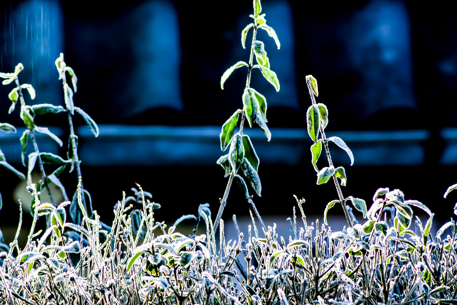 Nikon D7100 sample photo. Frozen photography