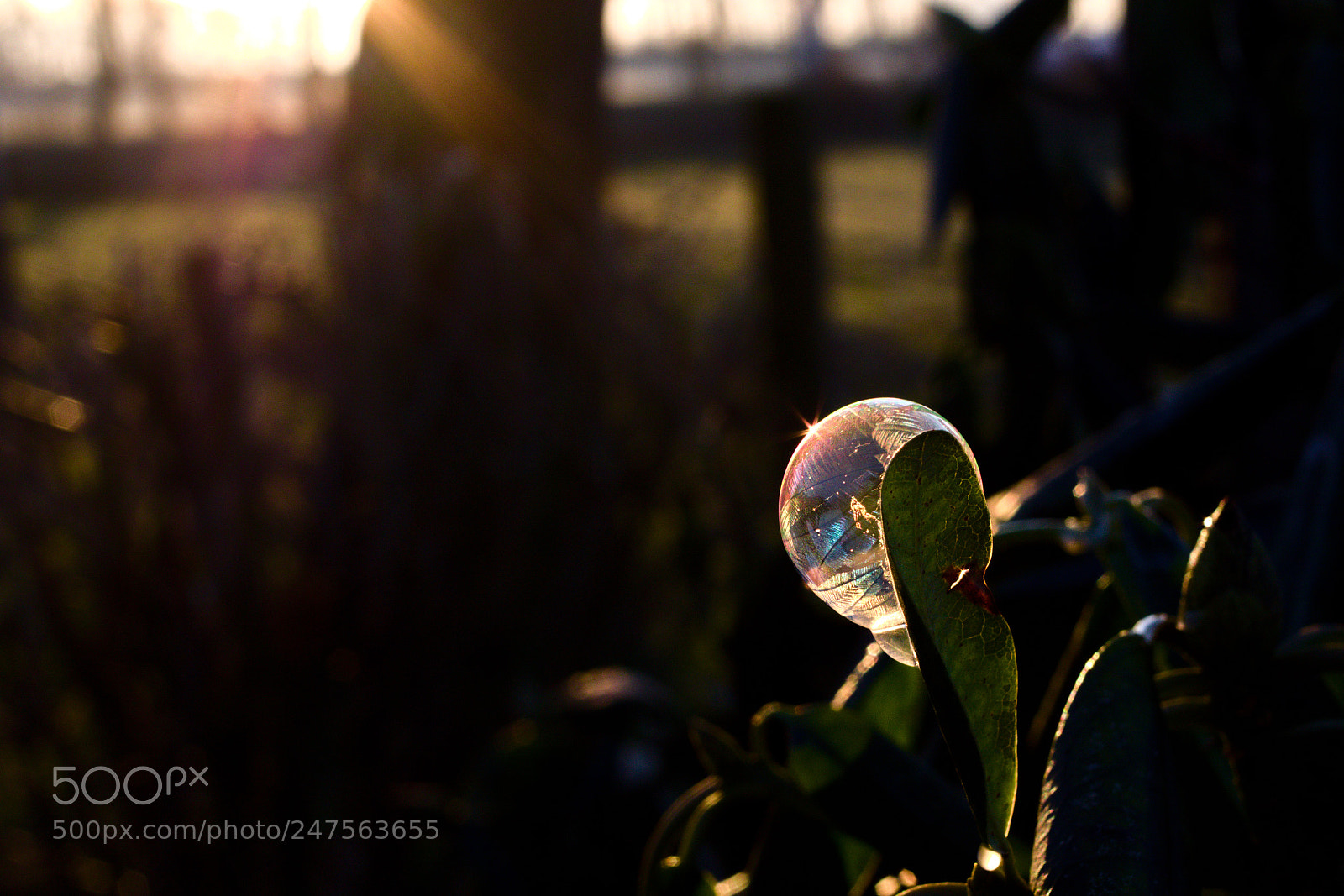 Pentax K-70 sample photo. Frozen bubble photography