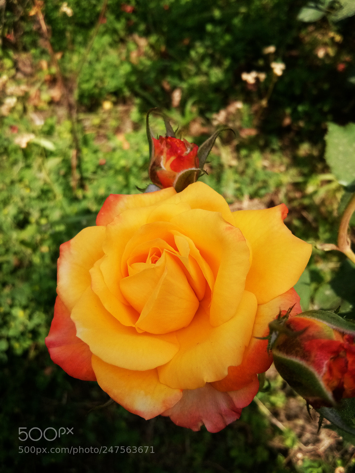 vivo 1601 sample photo. Untitled photography