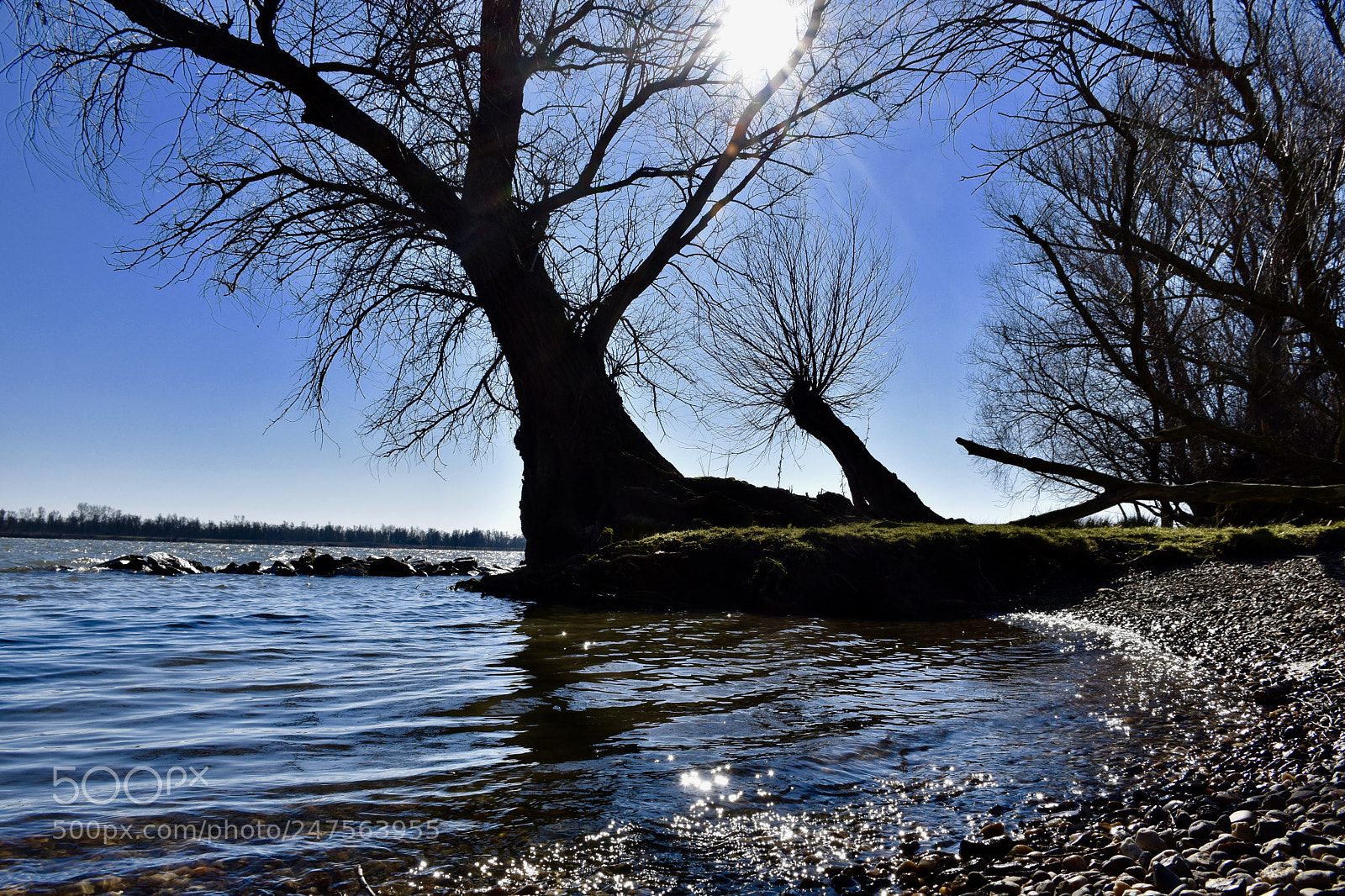 Nikon D5600 sample photo. Trees are growing in photography
