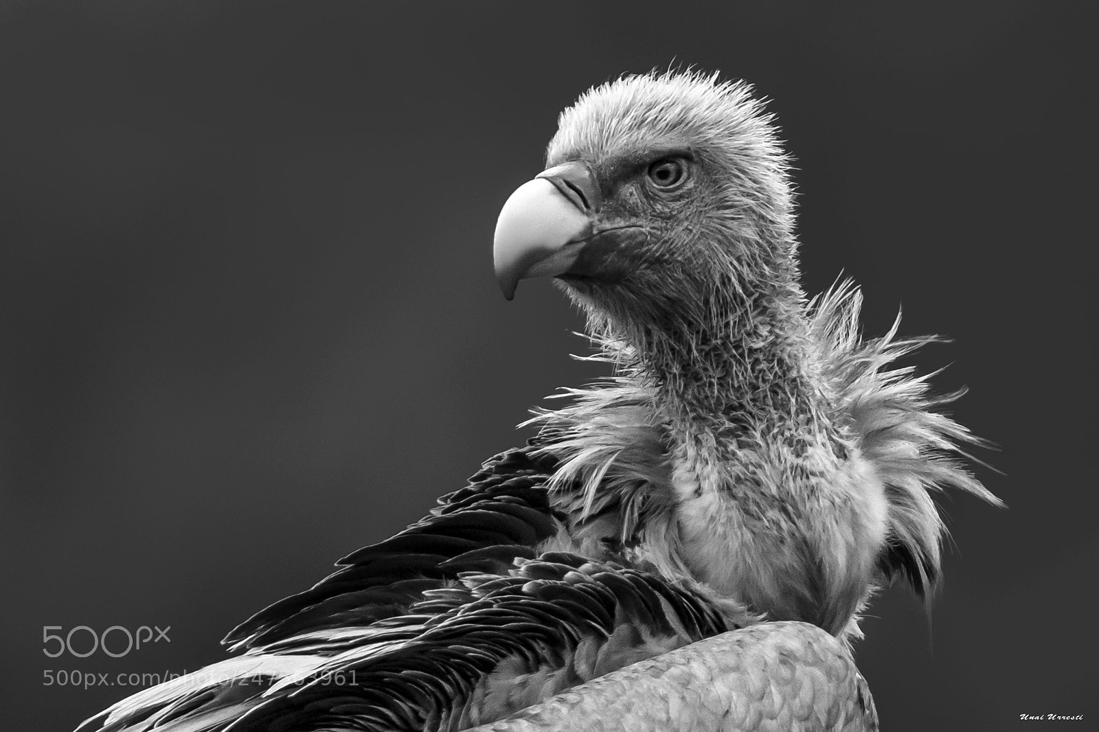 Canon EOS 77D (EOS 9000D / EOS 770D) sample photo. Buitre leonado. photography