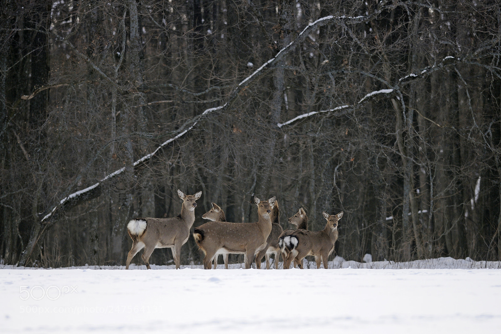 Nikon D300S sample photo. Group in the snow photography
