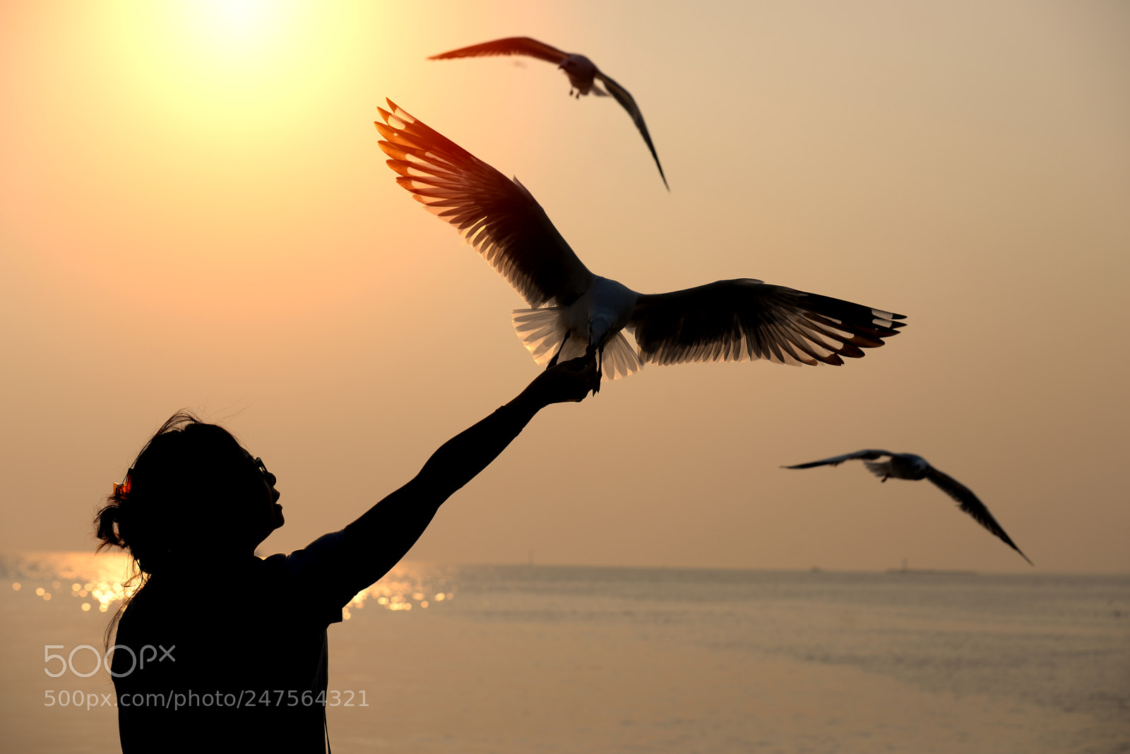 Nikon D610 sample photo. Silhouette of seagull flying photography