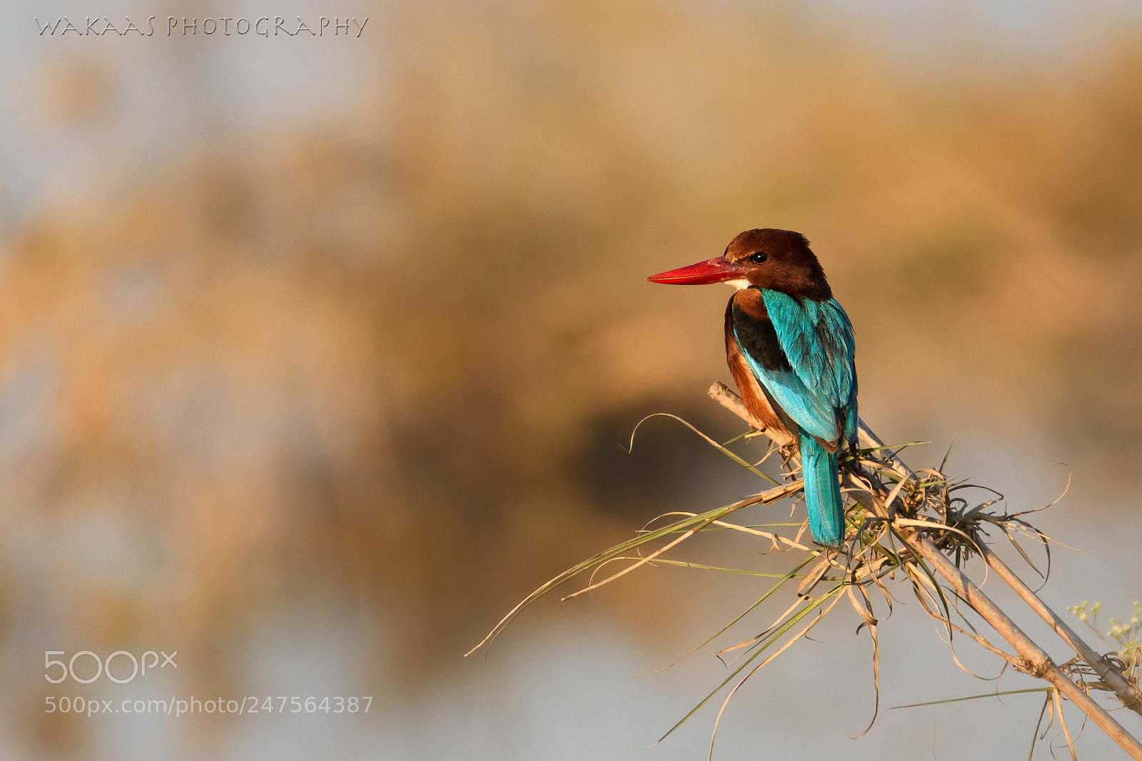 Nikon D500 sample photo. White-throated kingfisher photography