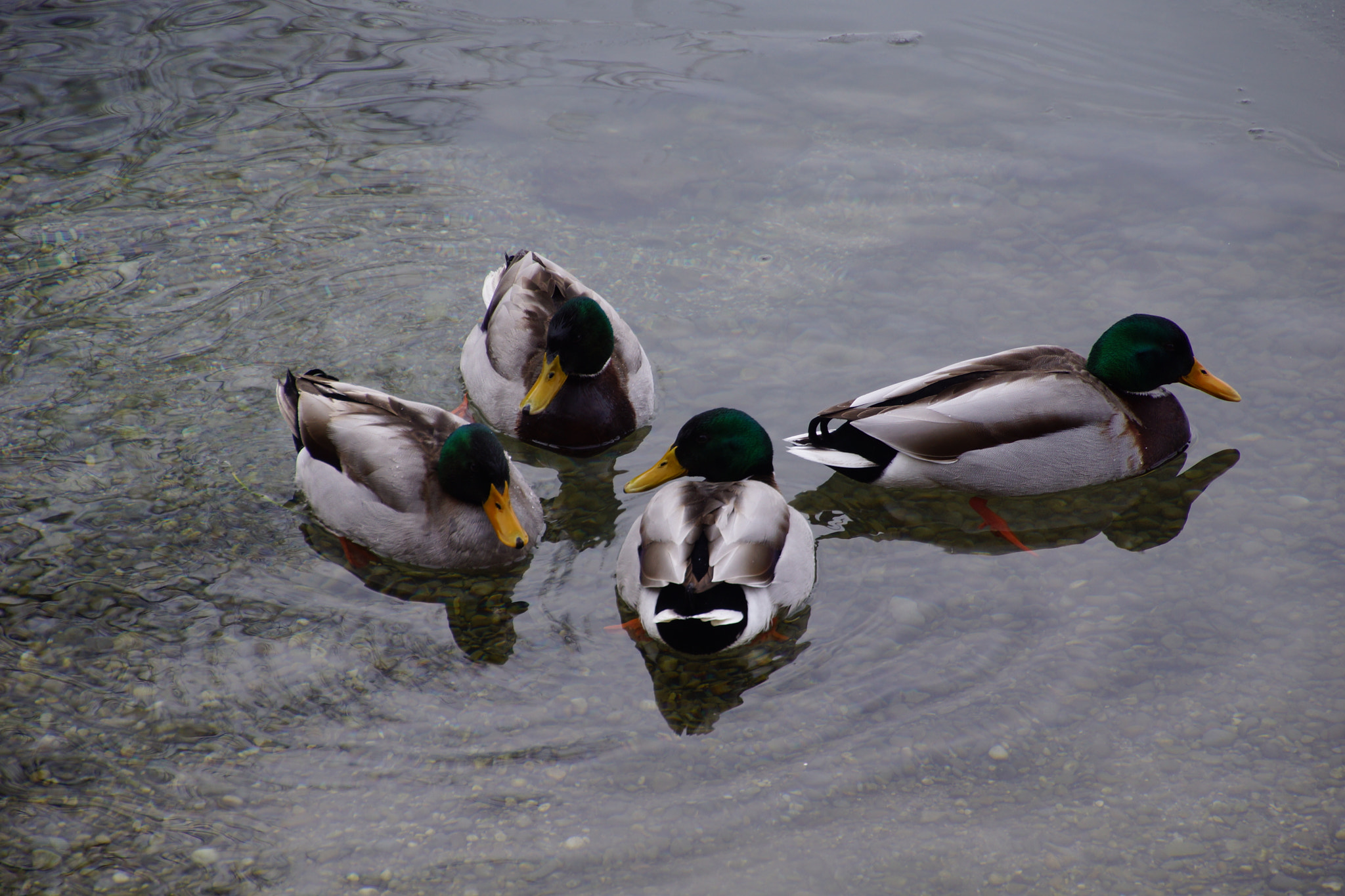 Sony SLT-A65 (SLT-A65V) sample photo. Winterausflug landsberg () photography