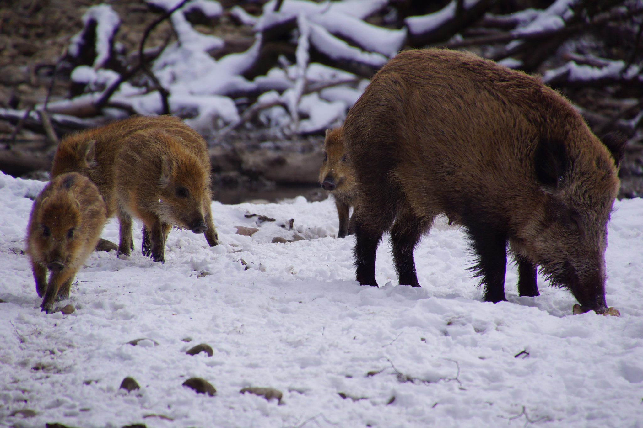 Sony SLT-A65 (SLT-A65V) sample photo. Winterausflug landsberg () photography