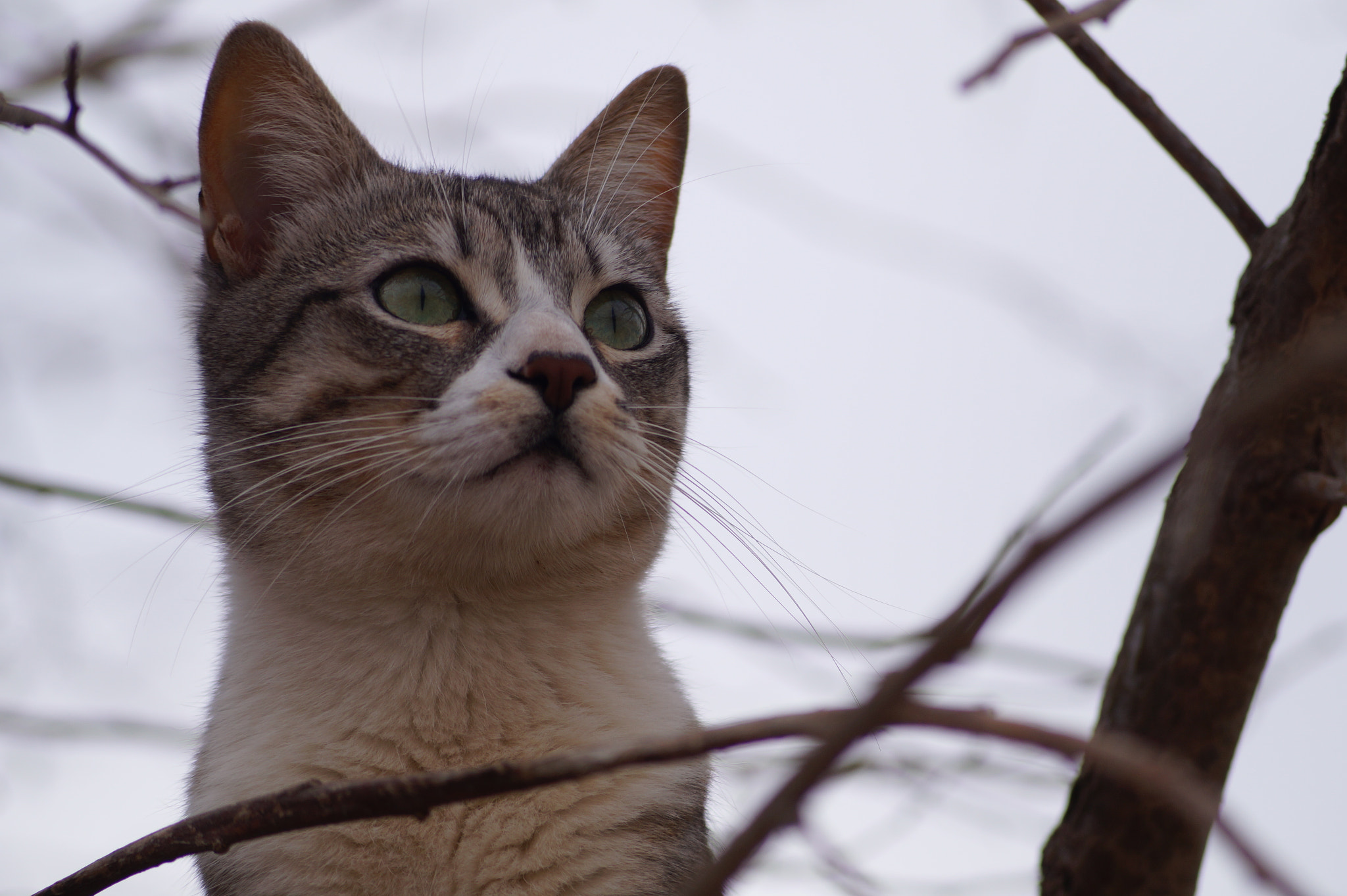 Sony DT 55-200mm F4-5.6 SAM sample photo