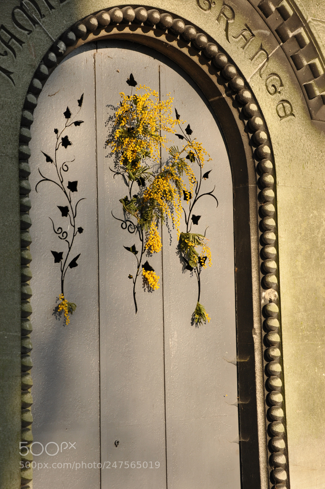 Nikon D90 sample photo. Mimosa au p re photography
