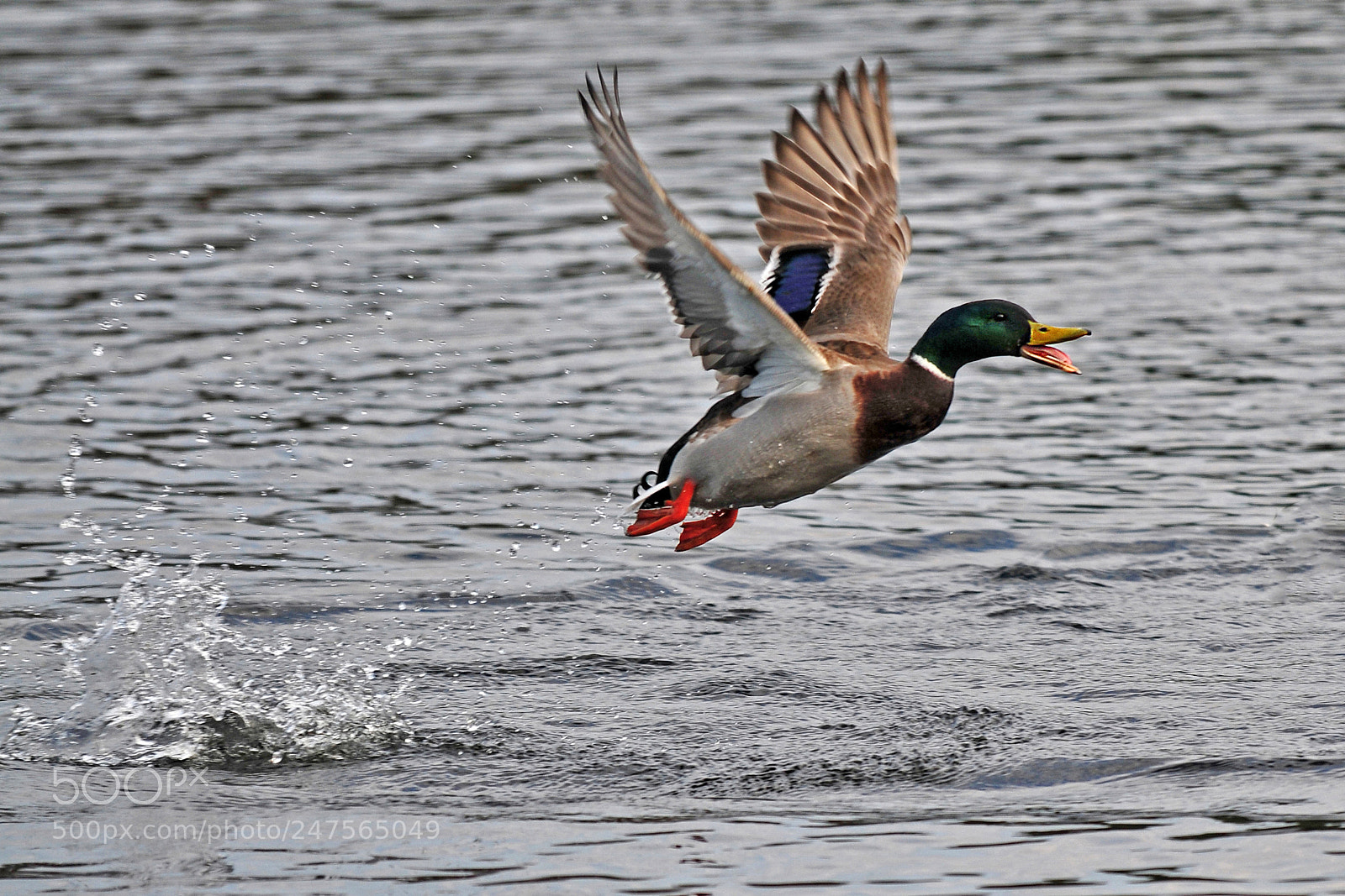 Nikon D300 sample photo. Take off photography