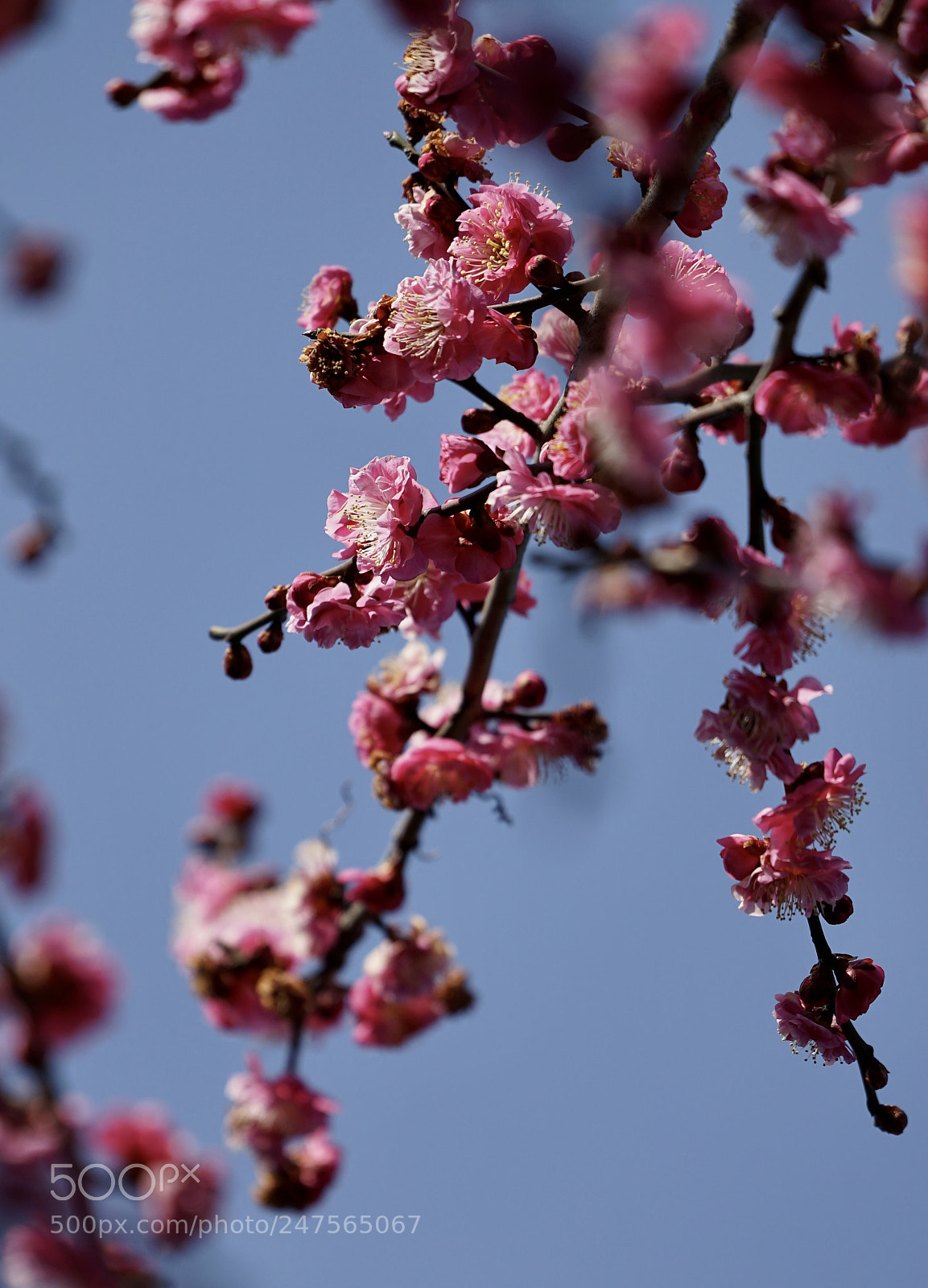 Sony a7 II sample photo. Sign of spring. photography