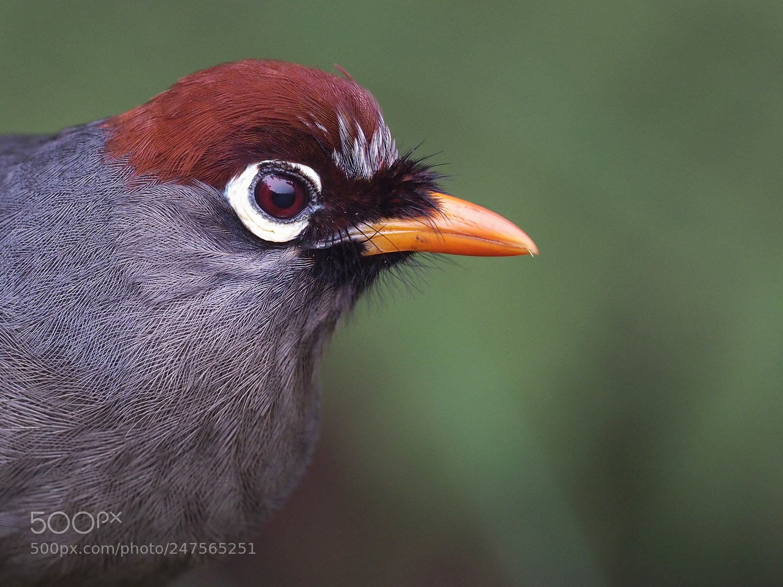 Olympus OM-D E-M1 Mark II sample photo. Chestnut-capped laughingthrush photography