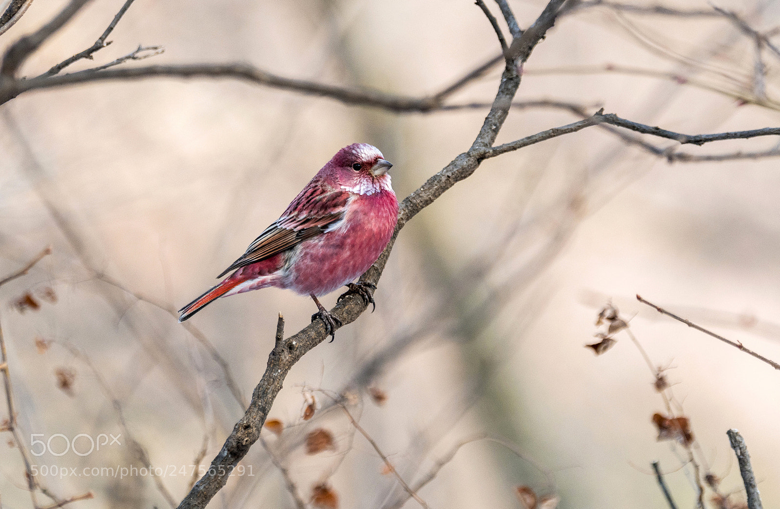 Nikon D500 sample photo. Carpodacus roseus photography