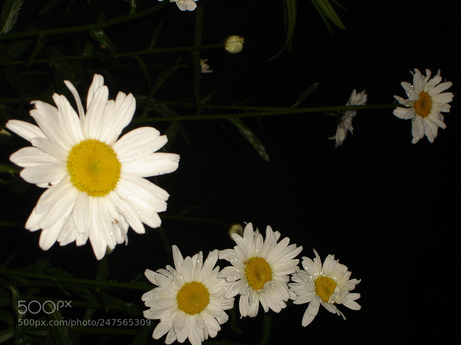 Sony DSC-L1 sample photo. Flowers in the dark photography