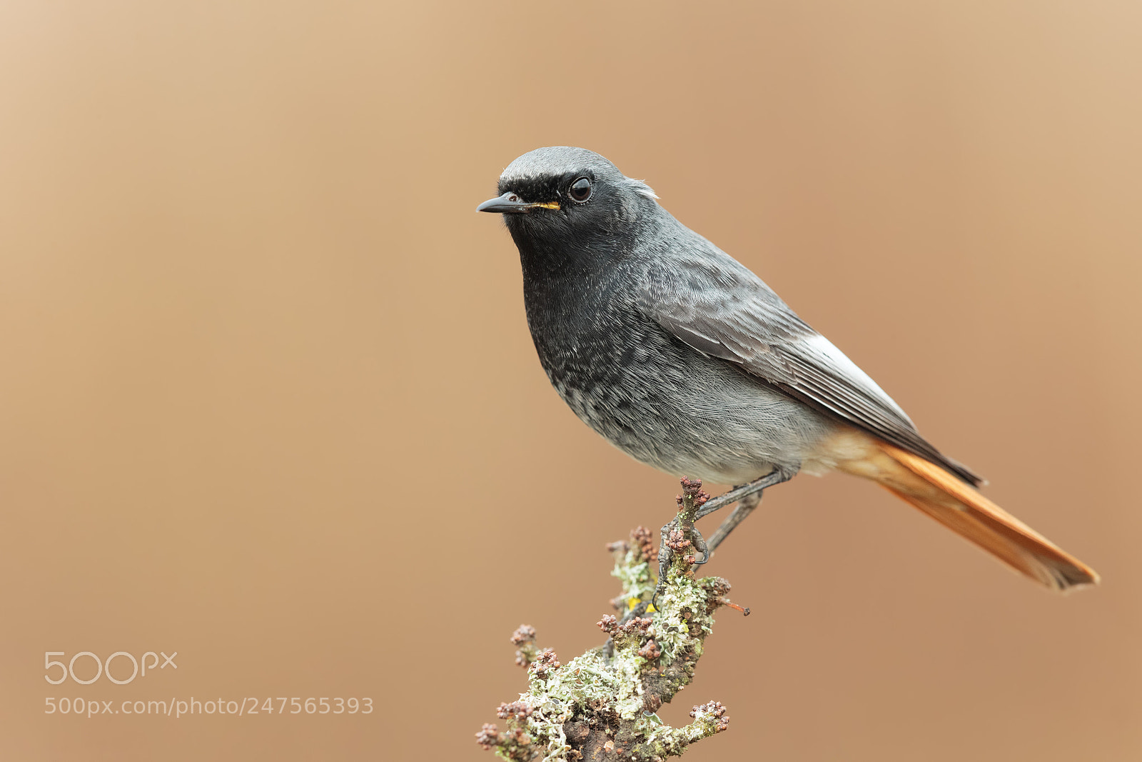 Canon EOS-1D X sample photo. Black redstart male photography