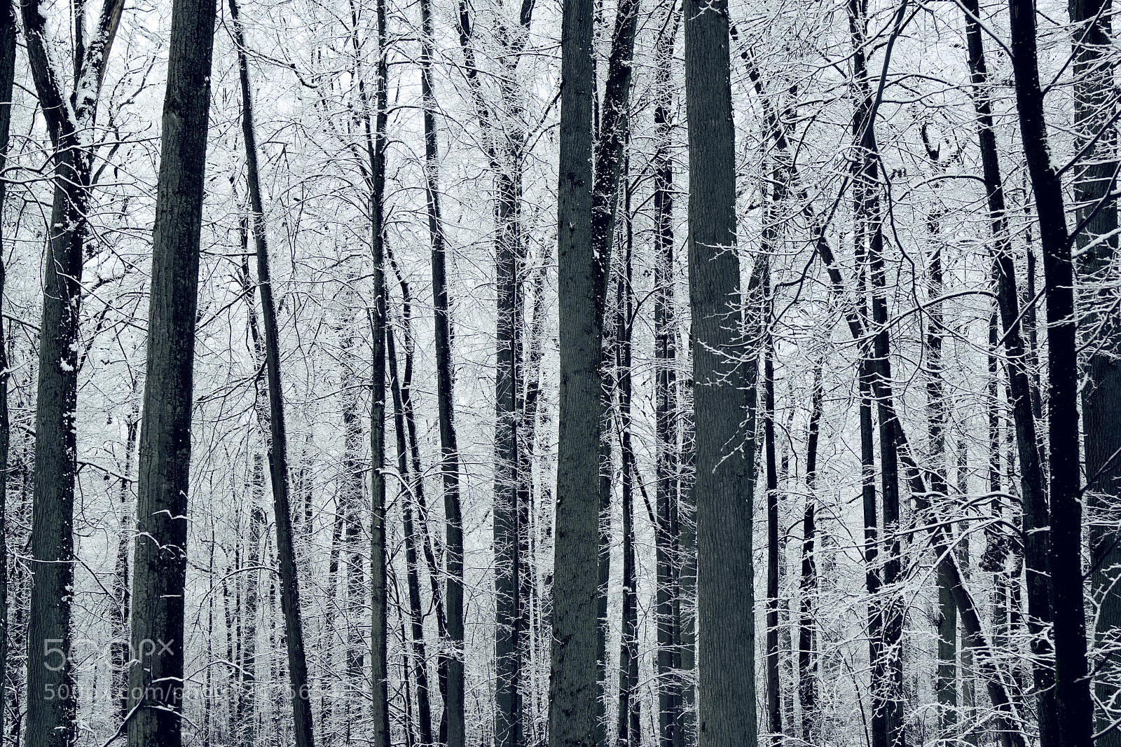 Nikon D7500 sample photo. The cold woods photography