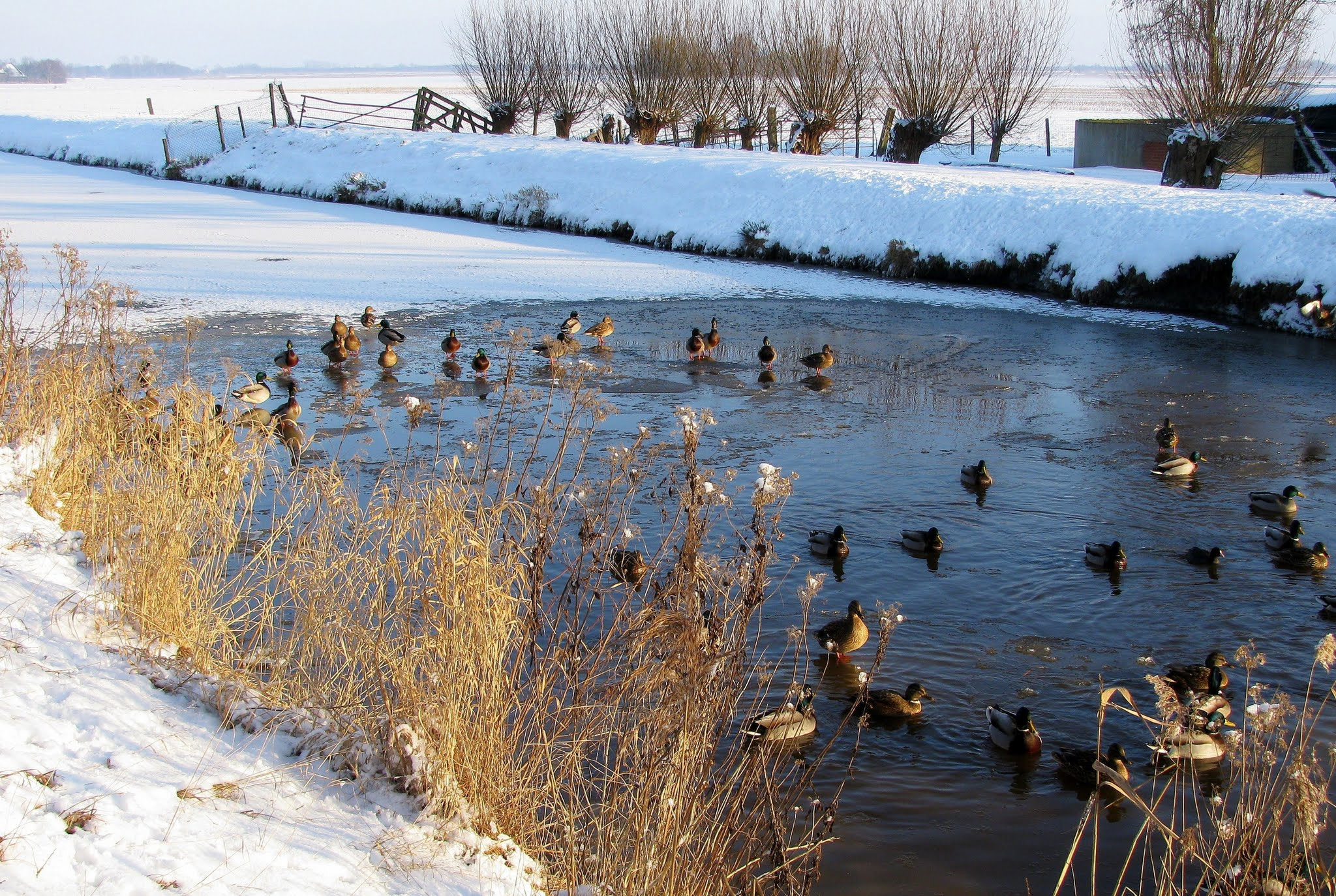 Canon PowerShot SX110 IS sample photo. Ducks in the winter photography