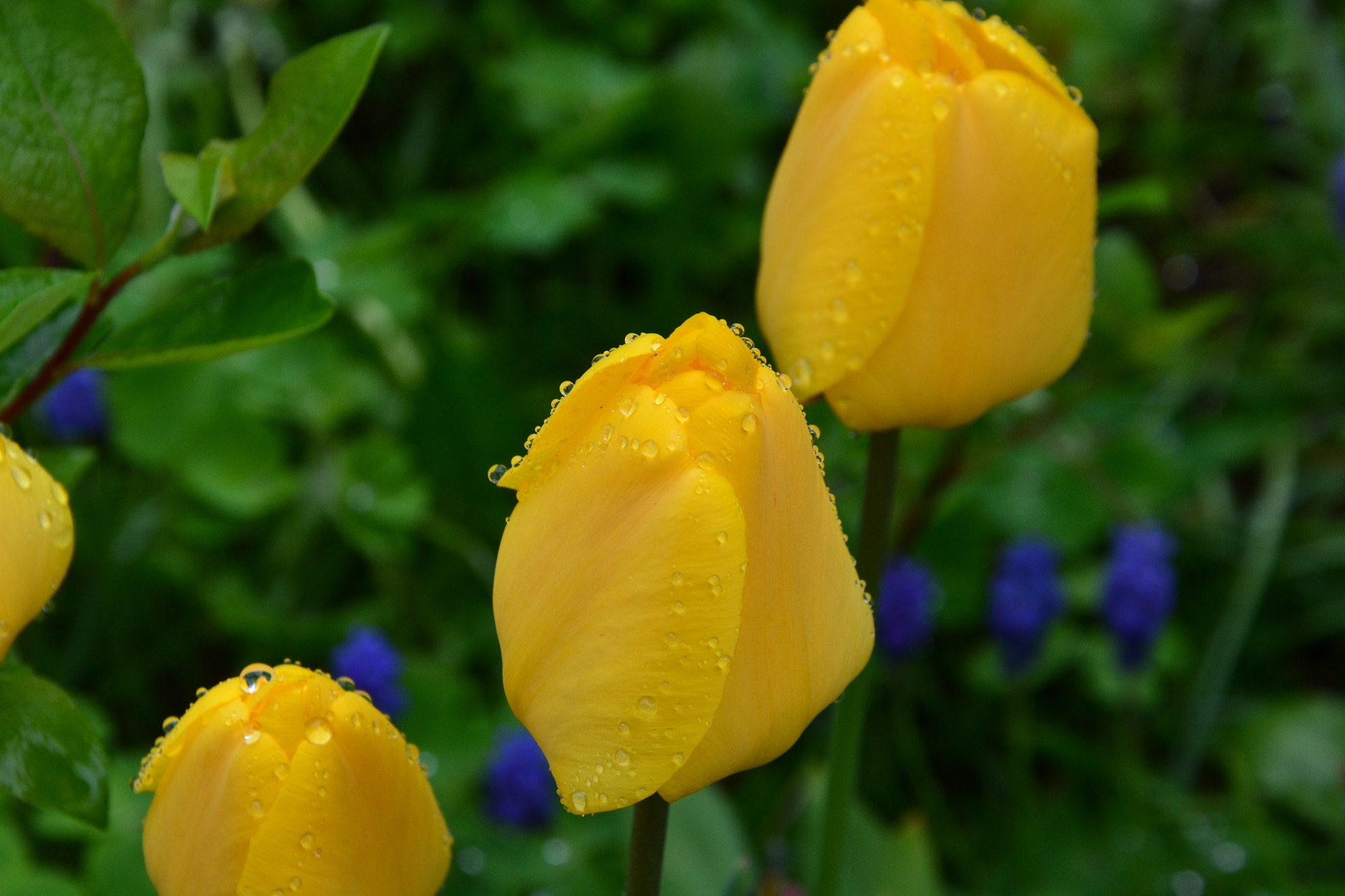 Nikon D3100 sample photo